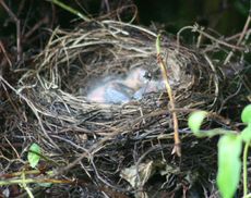 Amsel-2-Tag-2.jpg